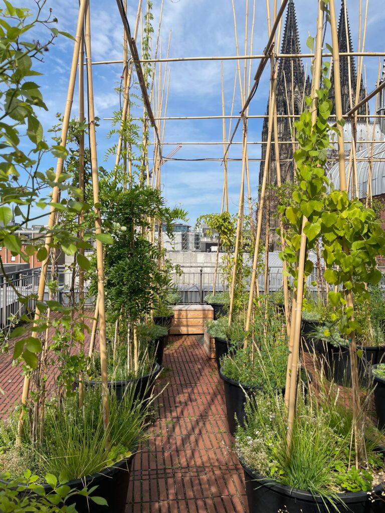Dachgarten auf dem Museum Ludwig in Köln. Zwischen großen Pflanzgefäßen mit Gräsern, Sträuchern und Kletterpflanzen führt ein schmaler Ziegelweg unter einem Bambusgerüst hindurch. Im Hintergrund ragen die Türme des Kölner Doms auf. Der Dachgarten dient als begrünter Aufenthaltsort und trägt zur Förderung der Biodiversität und zur natürlichen Kühlung des Gebäudes bei.