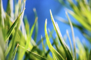 Green Monday