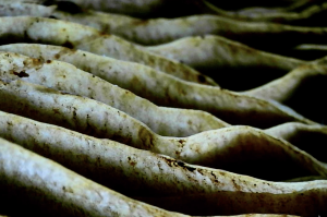 Pangasius